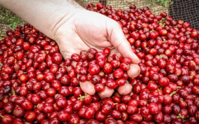 Diferența dintre cafeaua Arabica și cafeaua Robusta